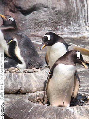 Edinburghin elintarhan pingviinej (CC License: Attribution-ShareAlike 2.0 Generic)