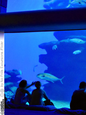 Palma Aquarium (CC License: Attribution-ShareAlike 2.0 Generic)