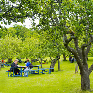 Rosendals Trdgrdin piknik-alue