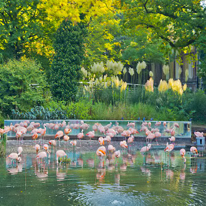 Artiksen flamingoja
