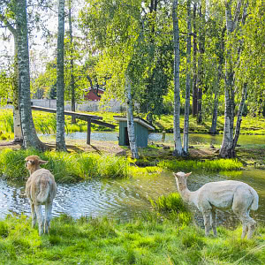 Alpakoita Kirjurinluodossa, Pori