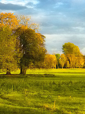 Christchurch Meadow