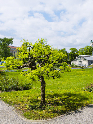 Kasvitieteellinen puutarha